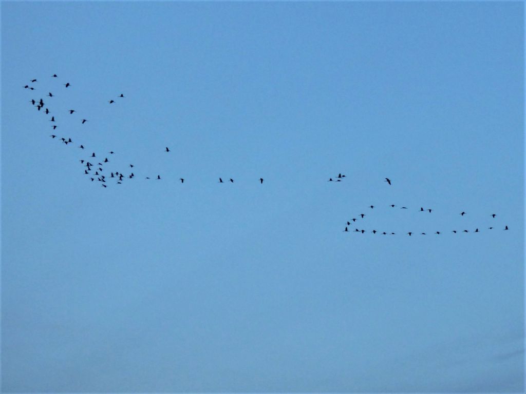 Gru (Grus grus)